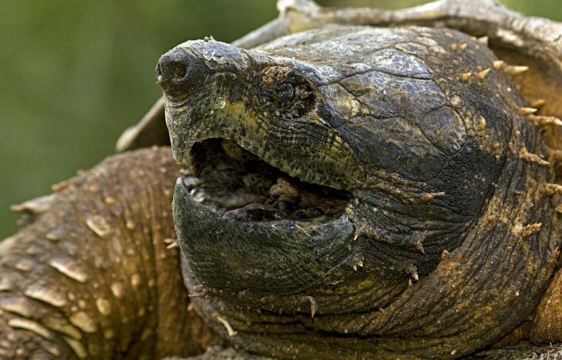 养鳄鱼龟有什么风水学