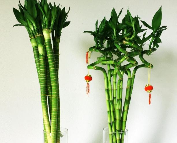 客厅摆放竹子对风水的影响：传统观念与现代见解