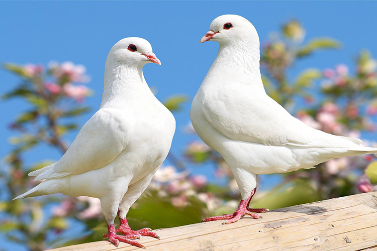 家里养鸽子与风水：积极和消极的影响详解